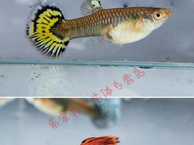 孔雀鱼（孔雀鱼的理想生存温度及其特点）