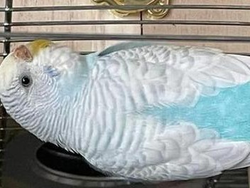 探秘虎皮鹦鹉（了解虎皮鹦鹉的特征、习性和保护现状）