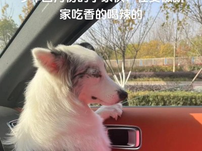 养边境牧羊犬的费用一览（了解养边境牧羊犬所需费用，做好准备）