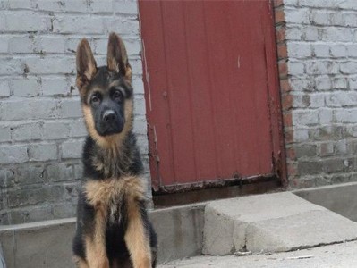 如何保障德国牧羊犬健康——从疫苗出发（以宠物为主，打造健康的生活环境）