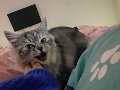 如何照顾猫咪怀孕期？（关注猫咪健康，守护小生命）