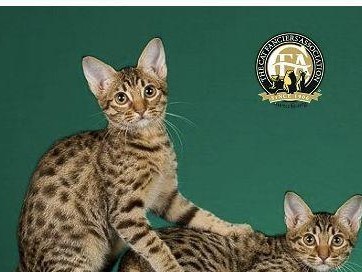 哈瓦那棕猫的饲养方法（了解哈瓦那棕猫的特点及饲养技巧）