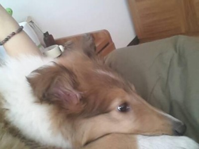 狗狗细小后发烧，如何及时救助？（掌握救助技巧，保障宠物健康）