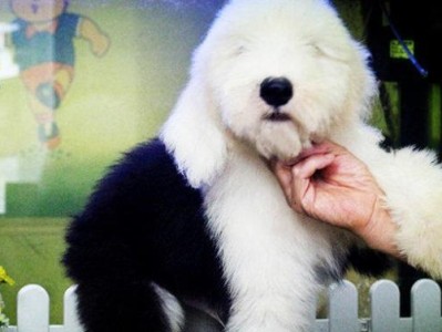 如何为宠物古牧犬注射药物？（全面解析古牧犬注射药物的注意事项和技巧）