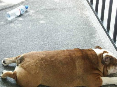 狗产后热（了解狗产后热的症状与原因，及时应对保护母犬健康）
