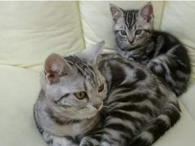 如何正确喂养美国短毛猫？（从食物选择到定期检查，让你的猫咪更健康！）