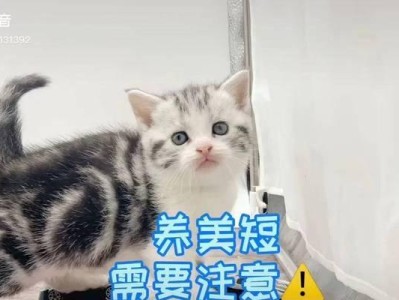 美短猫的饮食要点（为你的美短提供健康饮食的关键）