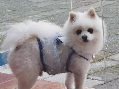 博美狗为什么毛不长？（揭开博美狗毛发生长之谜）