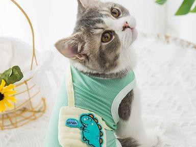 夏日降温，关爱猫咪从这里开始（为你的爱宠创造舒适夏日生活）