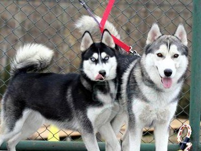 如何养好幼犬期的哈士奇狗狗？
