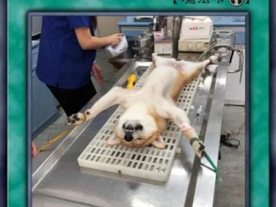 柴犬的多样色彩（了解柴犬的不同颜色和特征）
