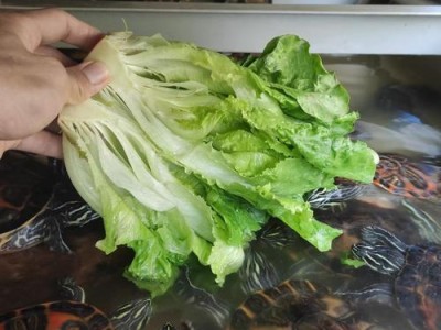 火焰龟的食物选择与颜色变化（以火焰龟吃什么更红为主题的探讨）