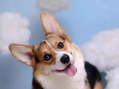 城市人最适合养的宠物——可爱的柯基犬（品质高、性格好、体型小，散步好伴侣）