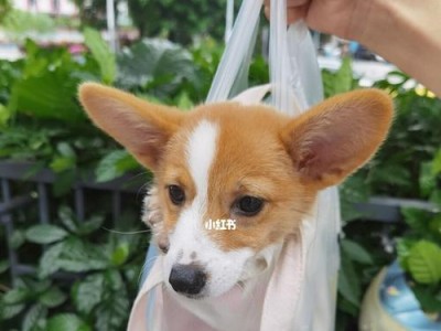 狗狗第三针疫苗的必要性（为什么第三针疫苗与前两针不一样？）