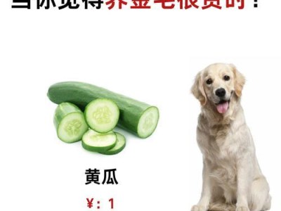 养金毛犬的费用一览（了解金毛犬养育的费用及其详细组成）