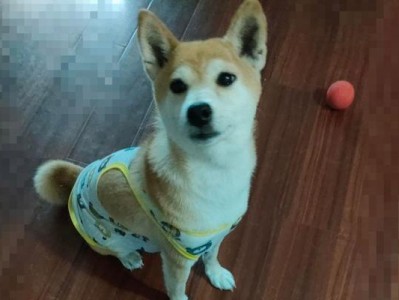 20天幼犬可以吃哪些水果？（了解适合20天幼犬的水果种类和注意事项）