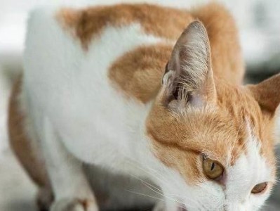 三个月的小猫应该吃多少？（宠物爱好者必看，掌握正确喂养技巧）
