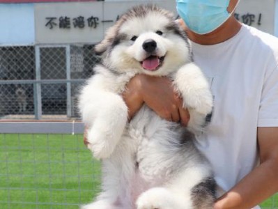 阿拉斯加幼犬的饮食需求及注意事项（了解幼犬的饮食需求，助你做好养育工作）