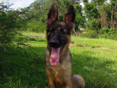 如何应对德国牧羊犬发烧问题（正确处理宠物发烧，关爱你的德国牧羊犬）