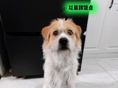 如何训练宠物京巴趴下等待（培养宠物忍耐力的有效方法）