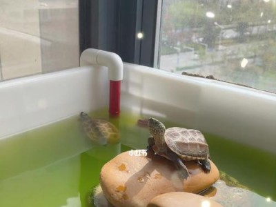 如何科学养护你的挺胸龟（一只健康的宠物，从你的科学养护开始）