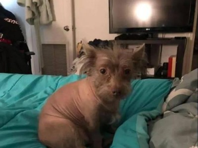 狗狗毛发不佳的原因及解决方法（了解狗狗毛发问题，打造健康亮丽的毛发）