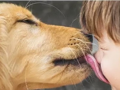 如何训练宠物狗不吃陌生人给的食物？（一步步教你防止宠物狗意外中毒，）