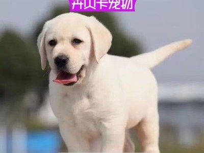 养拉布拉多犬，享受温顺乖巧的狗狗生活（与拉布拉多犬为伴，快乐无忧的养宠体验）