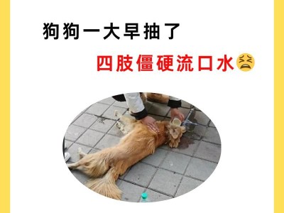 狗狗为什么会吐白沫？（深入探讨狗狗吐白沫的原因和应对方法）