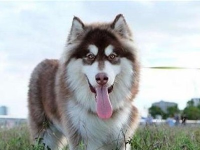 阿拉斯加犬价格与地域关系探析（地域决定阿拉斯加犬价格？你需要知道的关键信息！）