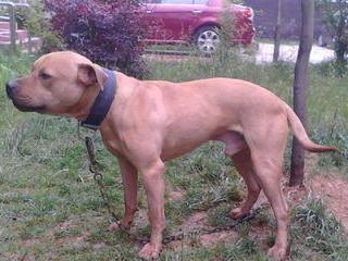 比特犬训练药的必需品及使用方法（为你的比特犬提供正确的训练药物，助力训练过程顺利进行）