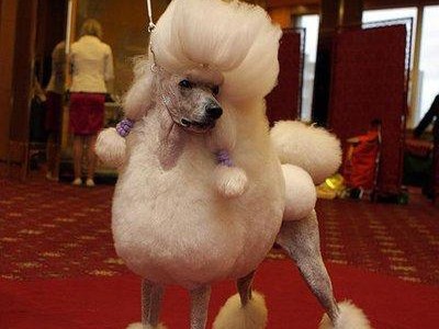 贵宾犬的饲养方法：让你的贵宾犬健康成长
