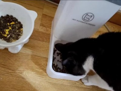 猫没有猫粮了怎么办？（宠物猫饮食应急方案）