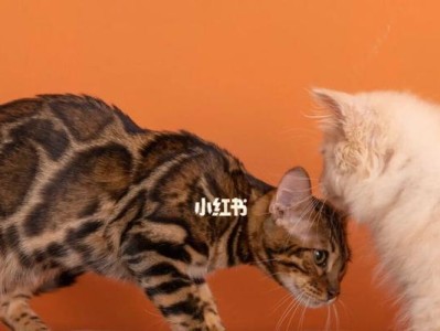 虎斑与豹猫的异同（解析虎斑猫和豹猫的特征与习性）