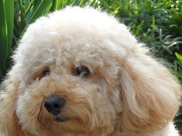 打造干净整洁的家居环境，泰迪犬也能轻松学会排便（打造干净整洁的家居环境，泰迪犬也能轻松学会排便）