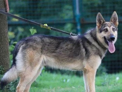 昆明犬（探究昆明犬外貌差异的原因及变异种的存在）