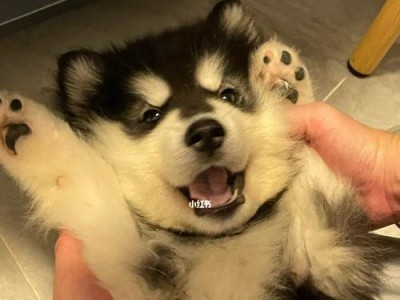 如何训练阿拉斯加幼犬不咬人（有效训练方法和技巧）