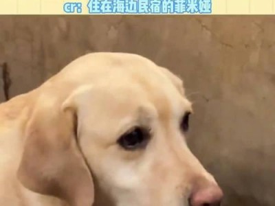 拉布拉多喂食指南（揭秘拉布拉多一天喂多少顿？别再乱投食了！）