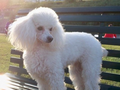 选择适合贵宾犬的狗粮（为您的宠物提供最佳营养，让它健康成长）