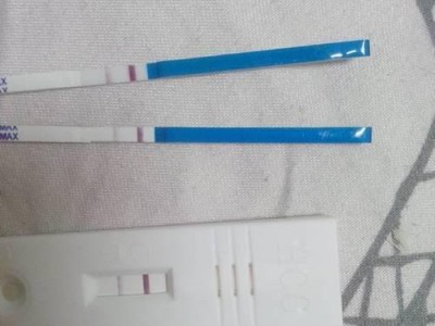 吉娃娃的月经周期及特点（探究吉娃娃的月经周期和生理特点，了解其繁殖健康）