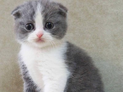 苏格兰折耳猫