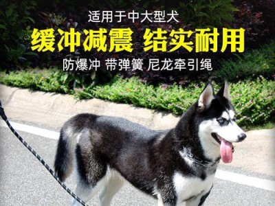 训练拉布拉多狗的技巧与方法（以宠物为主，打造忠诚的好伙伴）