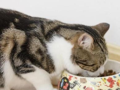 宠物猫咪的“五点症候群”（如何应对宠物猫咪每天早上五点钟的醒来时间）