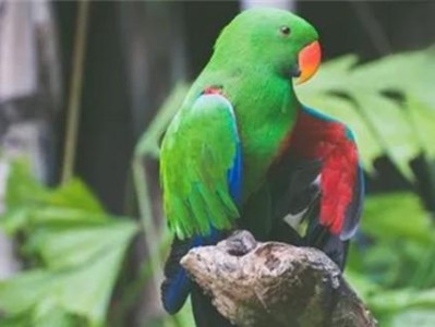 如何科学饲养蓝头鹦哥？（一步步教你打造完美宠物）