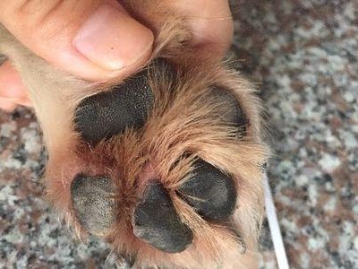 狗狗脚上叫什么炎？（了解狗狗足部常见炎症，守护它们的健康！）