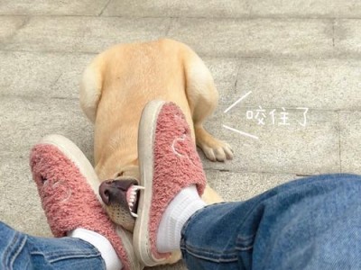 拉布拉多与何种狗最适合养在一起？（探究拉布拉多与其他犬种的互补性）