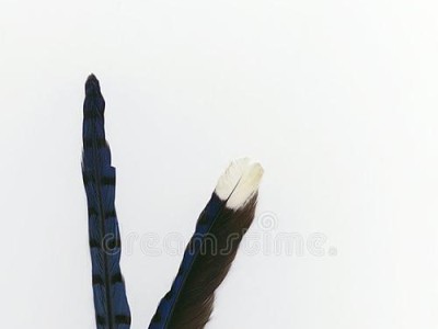 以山棉尾兔为宠物的饲养方法（从营养、环境、疾病、培育技巧等方面详细介绍山棉尾兔的养殖）