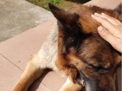 缉毒犬（以缉毒犬为主题，探索这些特殊狗狗的才能和训练技巧）
