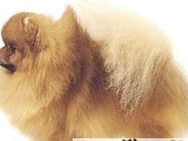银狐犬的寿命如何鉴别？（探究银狐犬的寿命鉴别方法及其影响因素）