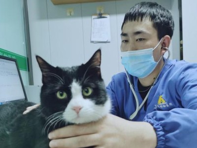 宠物猫咪未打疫苗是否能做绝育手术